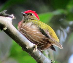 Machaeropterus regulus