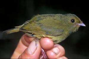 utils/thumbs/Pipridae/Masius_GA7uqRsx88a2qVDNjdkiKK.jpg