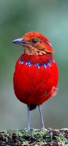 Erythropitta arquata