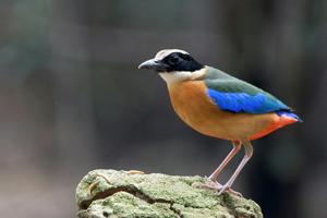 Pitta moluccensis
