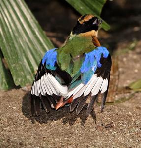 Pitta moluccensis
