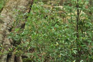 Pittosporum balansae