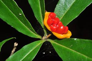 Pittosporum balansae