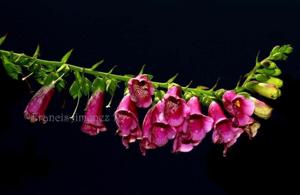 Digitalis purpurea