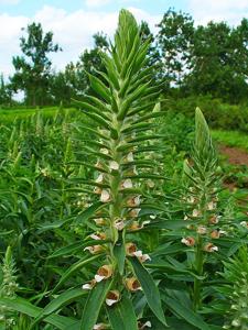Digitalis lanata