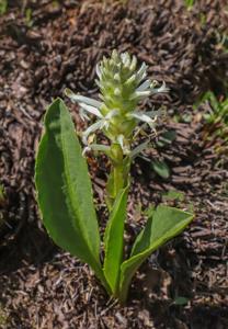 utils/thumbs/Plantaginaceae/Lagotis_hysoivv6mwjX2dDg5k3bPa.jpg