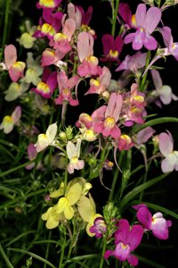 Linaria maroccana