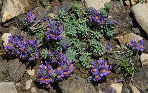 Linaria alpina