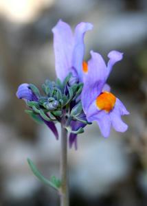 utils/thumbs/Plantaginaceae/Linaria_bL7JaTvUsAJGnFpFcRQQHR.jpg