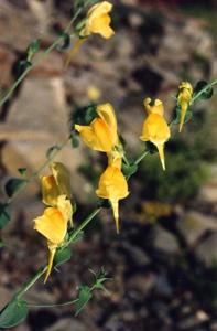 utils/thumbs/Plantaginaceae/Linaria_bpBPmcKPGgxVKiYwvqeVoZ.jpg