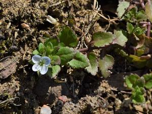 Veronica agrestis
