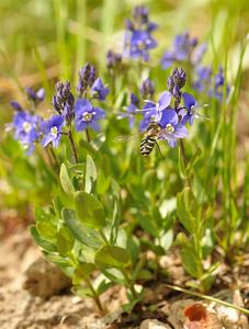 Veronica cusickii