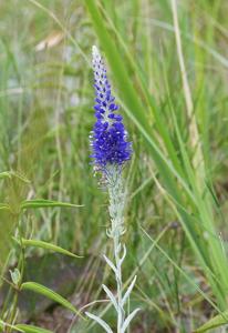 Veronica incana
