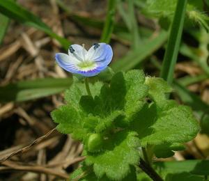 Veronica agrestis