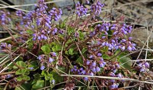 Synthyris reniformis