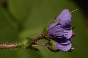 Synthyris reniformis