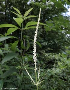 Veronicastrum virginicum