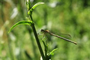 Platycnemis pennipes