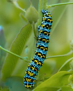 utils/thumbs/Platysternidae/Cucullia_G8CKncEGCCTt9o5FauVFff.jpg