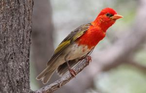 utils/thumbs/Ploceidae/Anaplectes_RBoCMh3LwvbBQMdLR9W33R.jpg