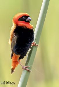 utils/thumbs/Ploceidae/Euplectes_4UNYNucgckLTDAhfRUbYgV.jpg