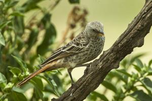 utils/thumbs/Ploceidae/Histurgops_2GrCBqUjb5ekCxqtfXhYhc.jpg