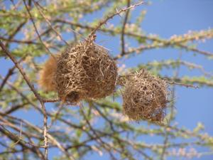 utils/thumbs/Ploceidae/Malimbus_MV3qf86zNkjYCsQPSeuWVF.jpg