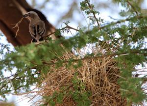 Pseudonigrita arnaudi