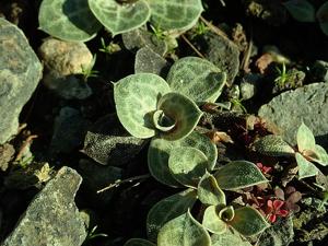 Bukiniczia cabulica