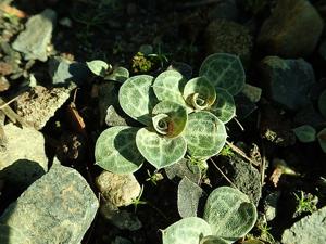 utils/thumbs/Plumbaginaceae/Bukiniczia_anffX7kkAw4pryM4pw33dB.jpg