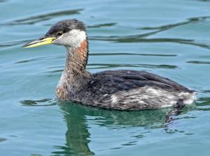 Podiceps grisegena