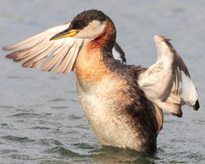 Podiceps grisegena