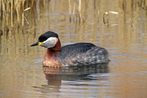 Podiceps grisegena