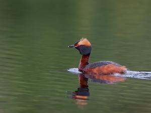 Podiceps auritus