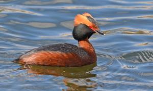 Podiceps auritus