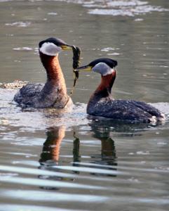 Podiceps grisegena