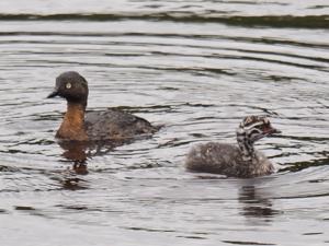 Poliocephalus rufopectus