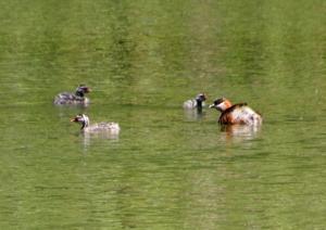 Tachybaptus pelzelnii