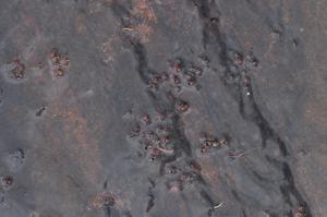 Polypleurum phuwuaense