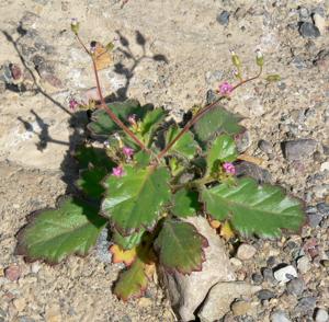 Aliciella latifolia
