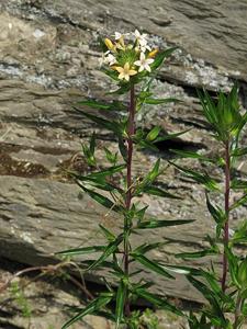 Collomia grandiflora