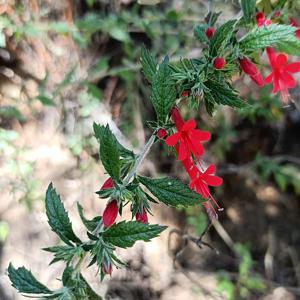 utils/thumbs/Polemoniaceae/Loeselia_kyHbY5zNHMXT4hNHfzt3hQ.jpg