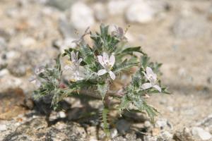 utils/thumbs/Polemoniaceae/Loeseliastrum_9z7piMXNL4KFpJdxbcTNmq.jpg