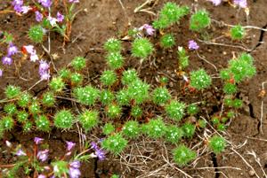 Navarretia intertexta