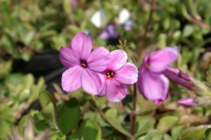 Phlox stolonifera