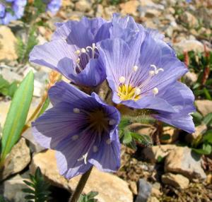 Polemonium boreale