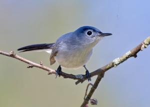 Polioptila caerulea