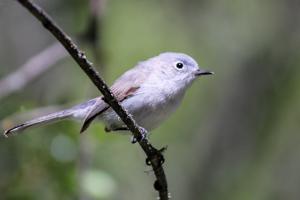 Polioptila caerulea