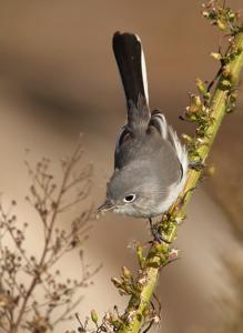 Polioptila caerulea
