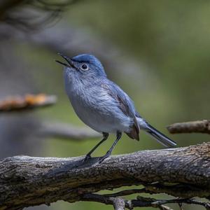 Polioptila caerulea